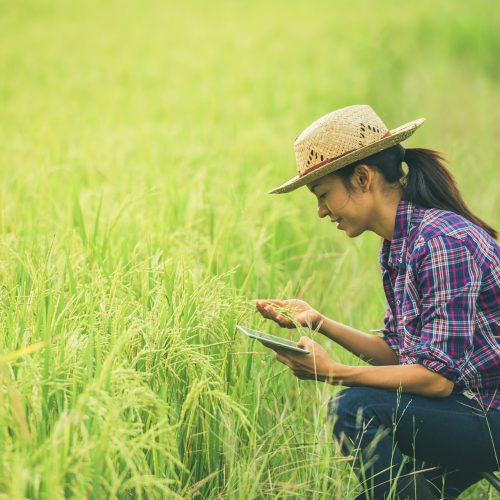 Farmer standing in a rice field with a tablet.