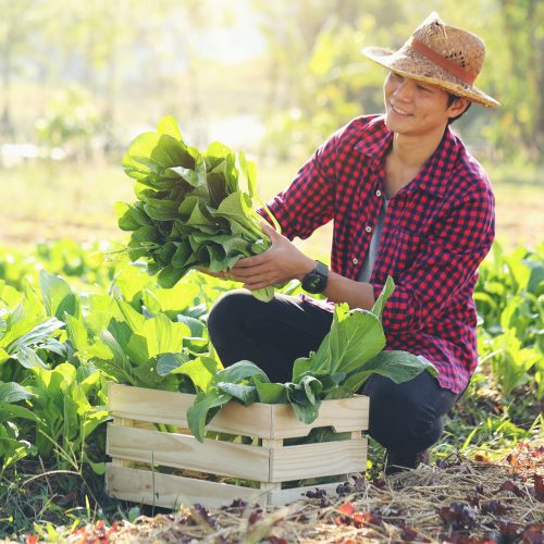 Young farmer with organic vegetables in wooden crates He is going to deliver fresh vegetables to customers.